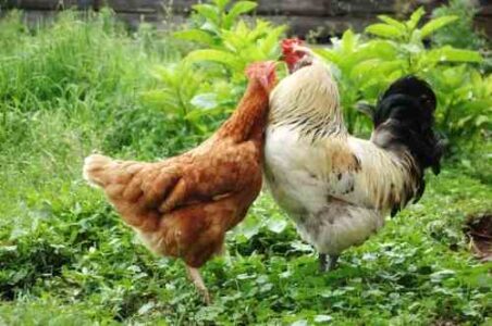 Photo of the Week: A Hen and Her Friend Image
